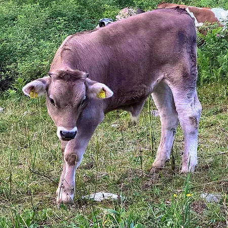 Zumhubertus Bschlabs