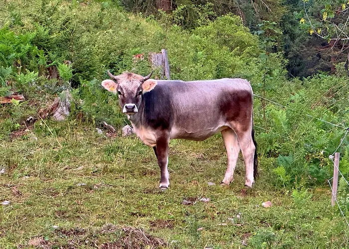 Zumhubertus Lägenhet Bschlabs