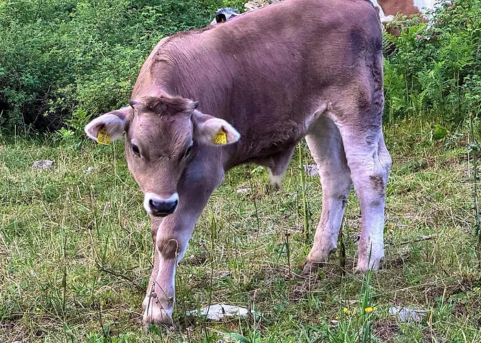 Zumhubertus Bschlabs