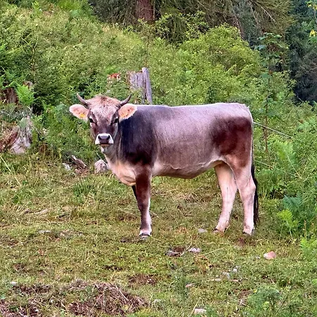 Zumhubertus Appartamento Bschlabs